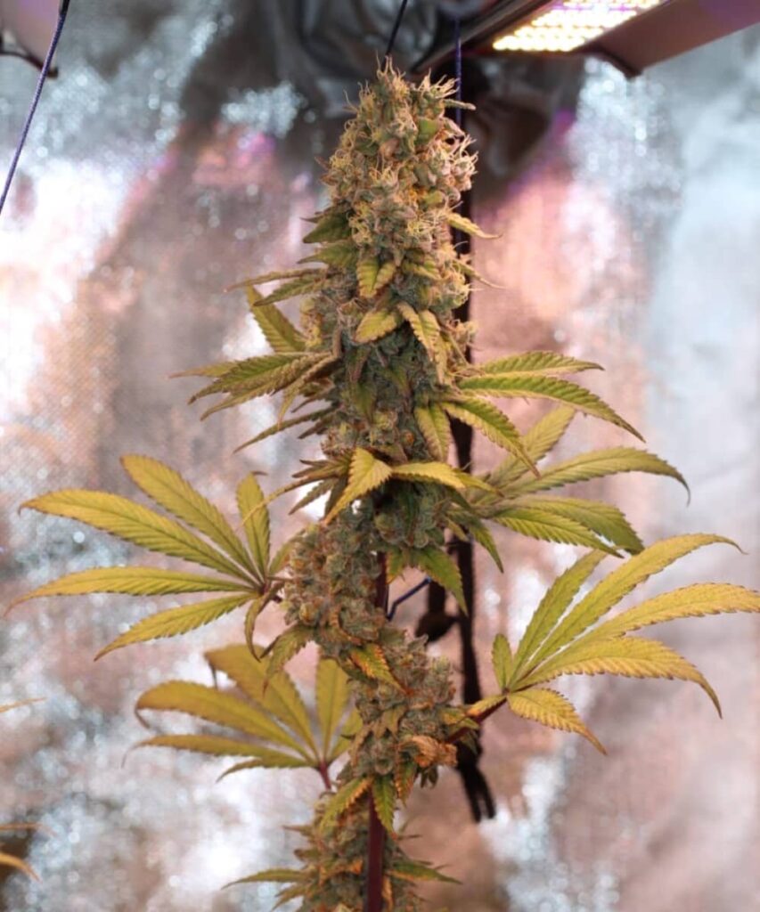 Godfather OG plant with a thick main cola stacked from top to bottom, glowing under LED grow lights with golden-green leaves.