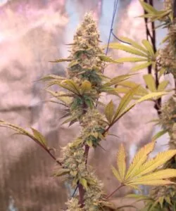 Side view of a frosty Godfather OG cola, dense with trichomes and surrounded by long, narrow sugar leaves