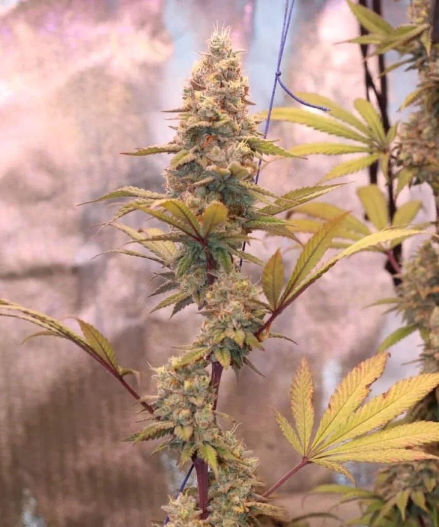 Side view of a frosty Godfather OG cola, dense with trichomes and surrounded by long, narrow sugar leaves