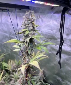 Godfather OG plant with deep green and purple hues, showing off a fat, resinous cola under cool-toned grow lights