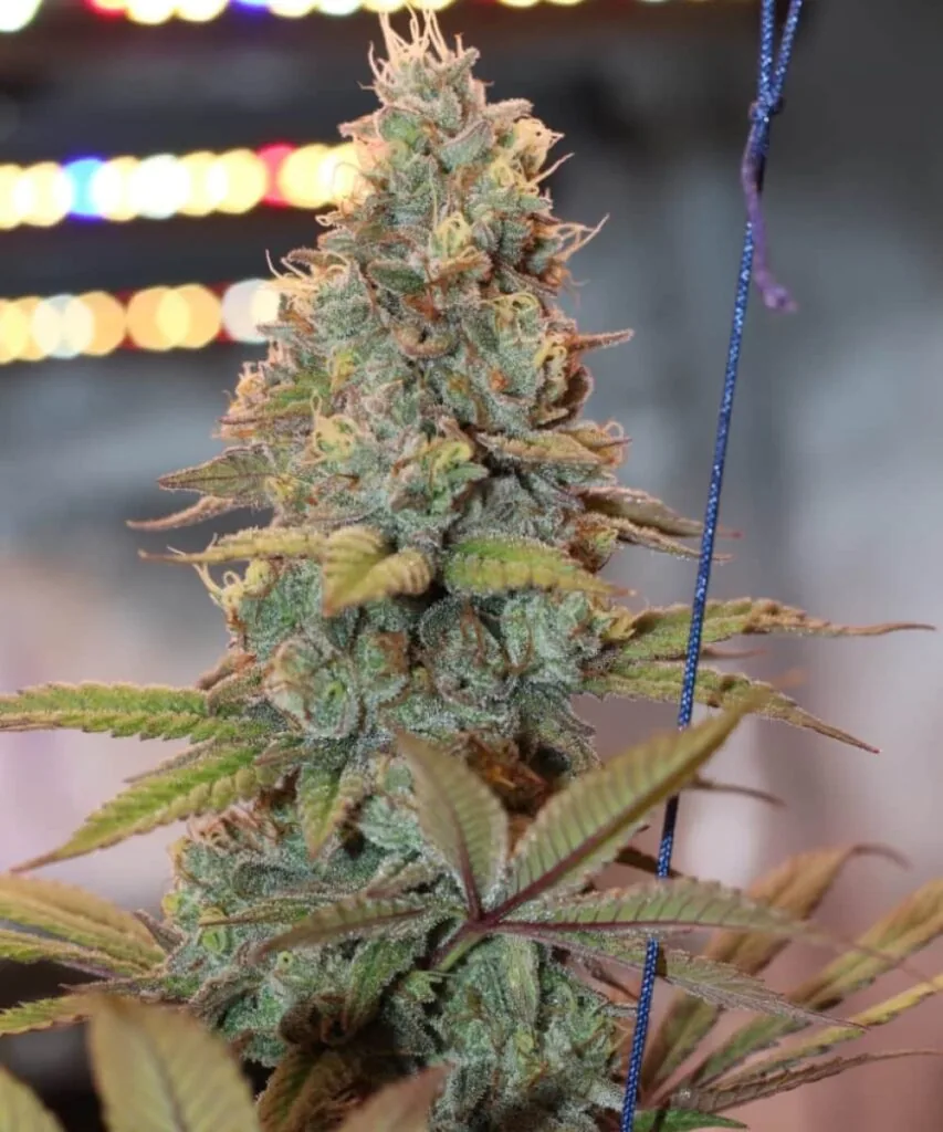 Close-up of a chunky Godfather OG top cola, covered in sugary trichomes with red-orange pistils and tight calyxes