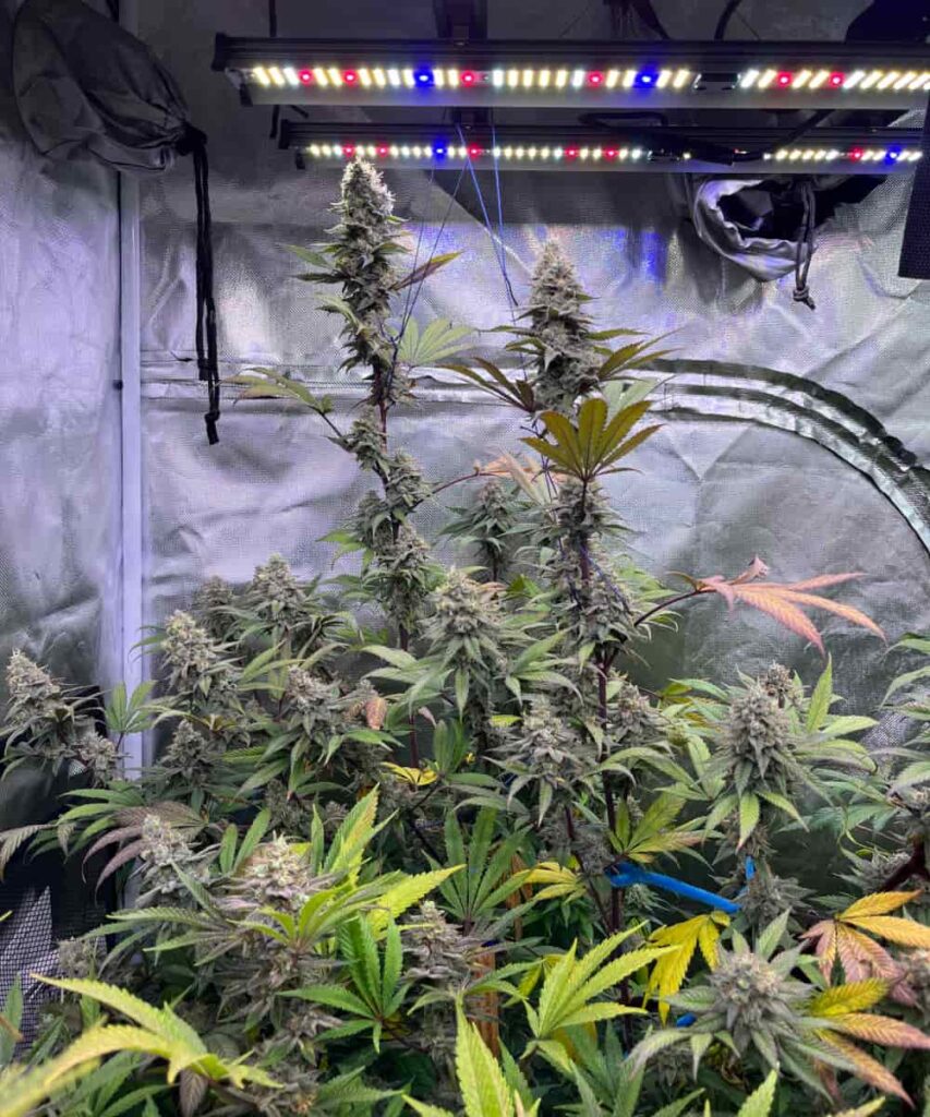 Multiple Godfather OG plants in full flowering stage, packed with towering colas and vibrant foliage in a well-lit indoor grow tent