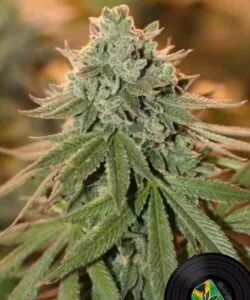Jealousy strain showcasing a chunky top cola with deep purple and green tones dusted in frosty trichomes