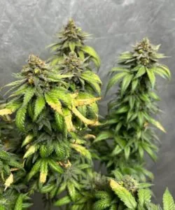 Three large Pineapple Express colas in full bloom, featuring vibrant green buds with golden pistils and a sugary trichome coat