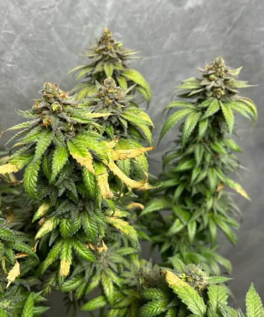 Three large Pineapple Express colas in full bloom, featuring vibrant green buds with golden pistils and a sugary trichome coat