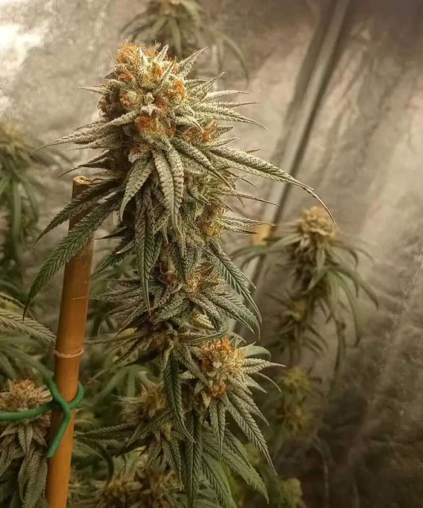 Sugary Cola: “Sour Diesel cola with a generous layer of sugary trichomes and vibrant orange pistils.”