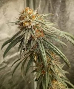 Sugary Bud: “Close-up of a Sour Diesel bud shimmering with sticky resin and a pungent, citrus-fuel profile.”
