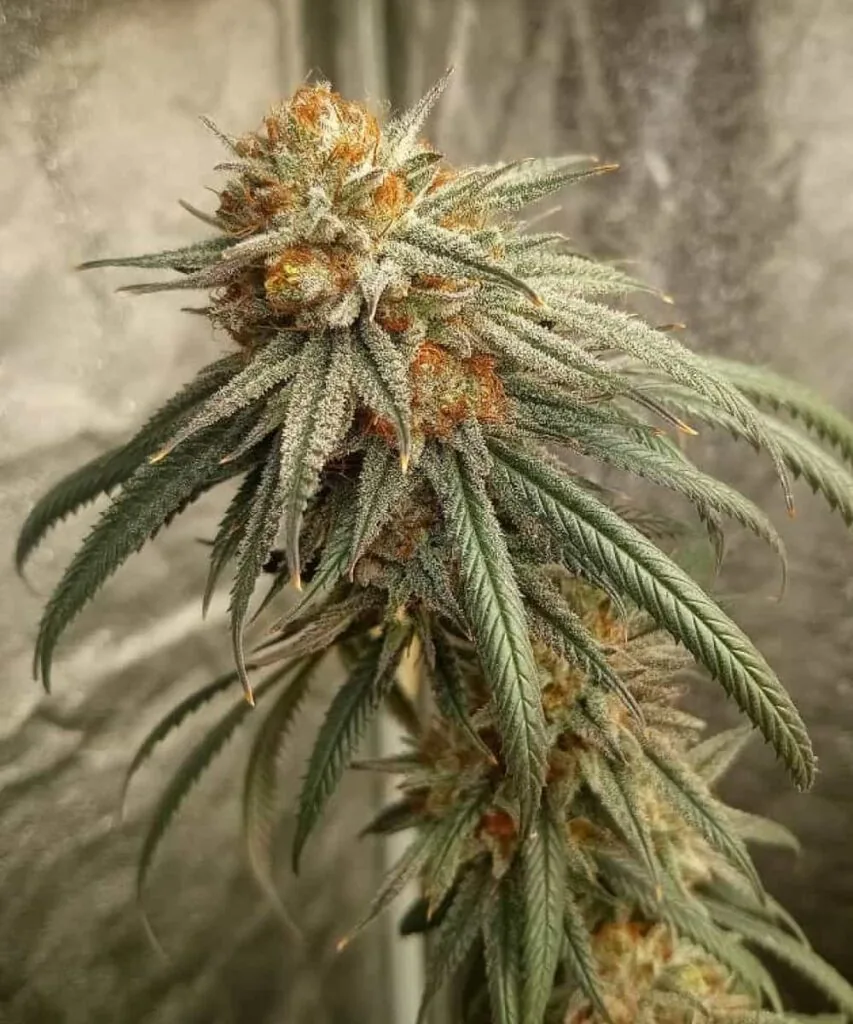 Sugary Bud: “Close-up of a Sour Diesel bud shimmering with sticky resin and a pungent, citrus-fuel profile.”