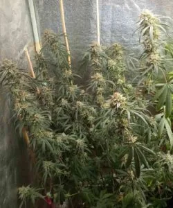 Infinite Colas Plant: “Sour Tangie plant loaded with countless colas, each packed with frosty, tangy-scented buds stretching across every branch.”