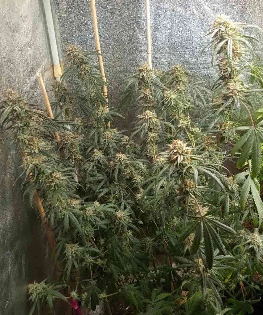 Infinite Colas Plant: “Sour Tangie plant loaded with countless colas, each packed with frosty, tangy-scented buds stretching across every branch.”