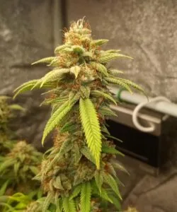 Sugary Cola Close-Up: “Close-up of a Super Boof cola glistening with sugary trichomes and dense flower clusters.”
