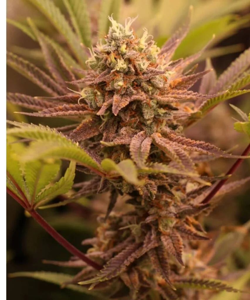 Colorful Bud: “Trimmed Super Boof bud showing a mix of deep purple, bright orange hairs, and heavy white resin.”