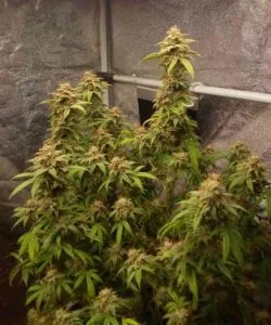 Full Plant with Many Colas: “Super Boof plant with an abundance of thick colas, each covered in frost and reaching upward in full bloom.”