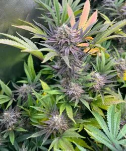Purple-Head Cola on Plant: “Super Boof plant featuring a standout purple-tipped cola, frosty and vibrant against the green foliage.