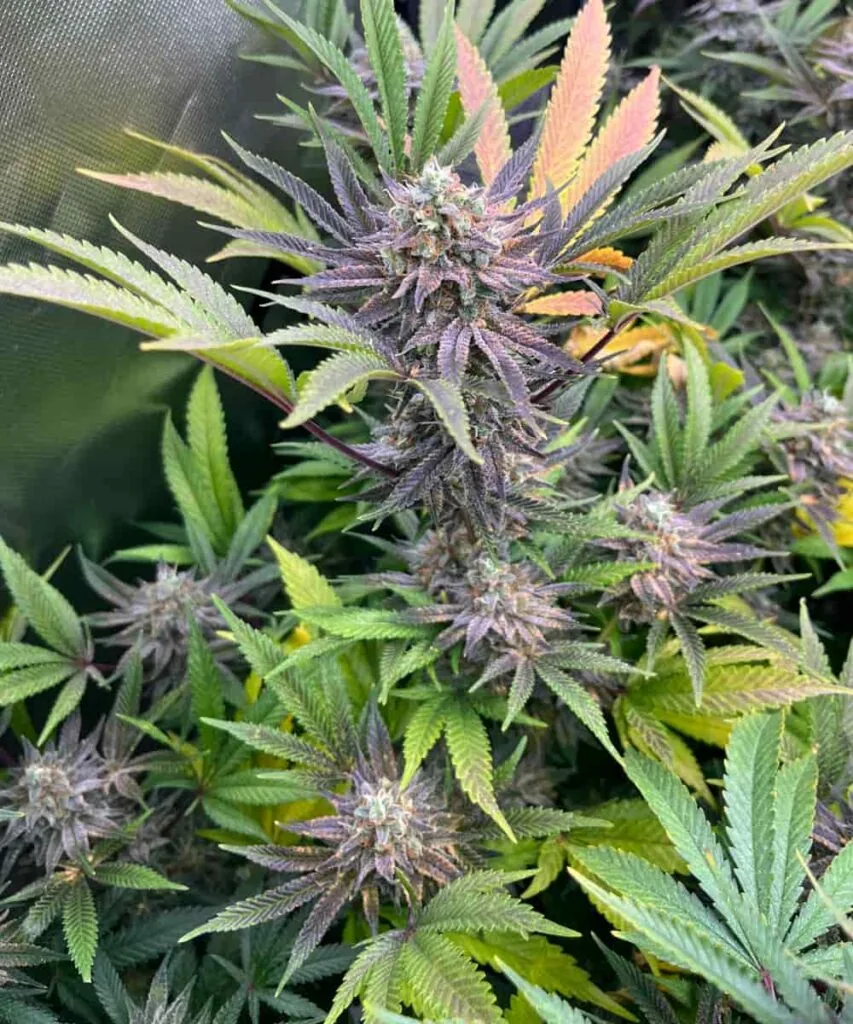 Purple-Head Cola on Plant: “Super Boof plant featuring a standout purple-tipped cola, frosty and vibrant against the green foliage.
