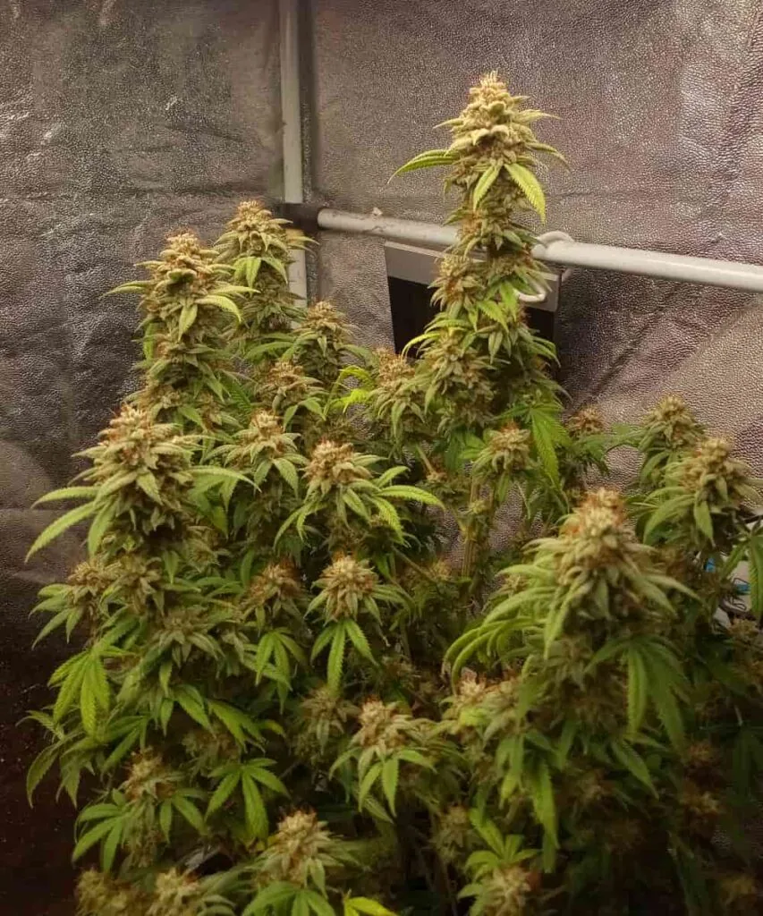 Full Plant with Many Colas: “Super Boof plant with an abundance of thick colas, each covered in frost and reaching upward in full bloom.”
