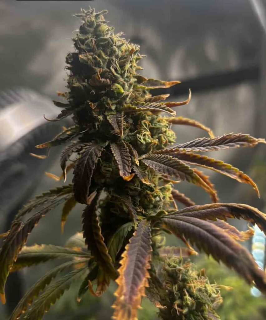 Massive Super Glue cannabis bud with a dense, chunky structure and thick layer of sticky trichomes