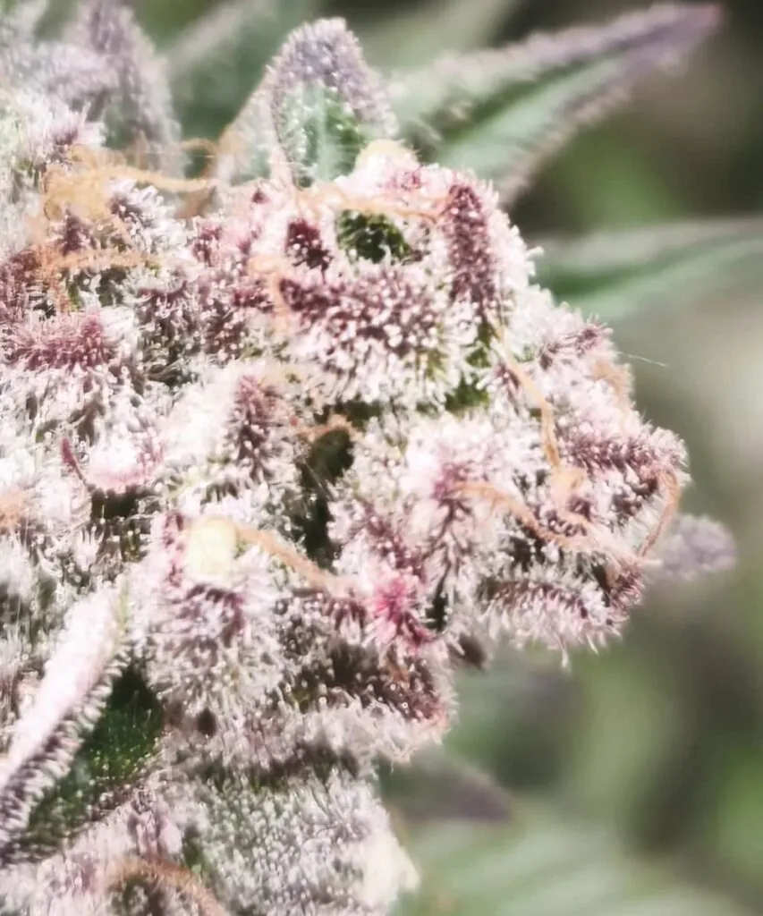 Zoom Detail: “Macro view of Trop Cherry bud showing thick trichomes and deep red tones, highlighting its compact, crystalline surface.”