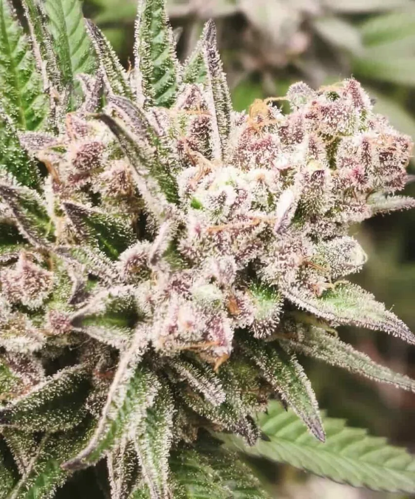 Individual Bud: “Close-up of a dense Trop Cherry cannabis bud, displaying its signature red hues, rock-hard structure, and glistening resin.”