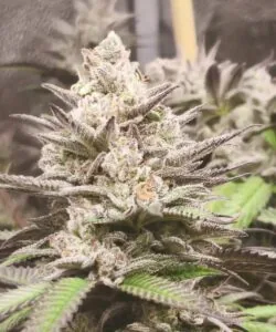 Main Cola: “Large main cola of the Trop Cherry strain, featuring dense, red-tinged buds with vivid pistils and heavy trichome coverage.”