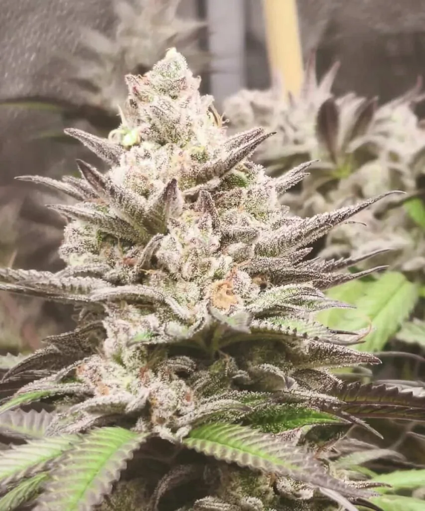 Main Cola: “Large main cola of the Trop Cherry strain, featuring dense, red-tinged buds with vivid pistils and heavy trichome coverage.”