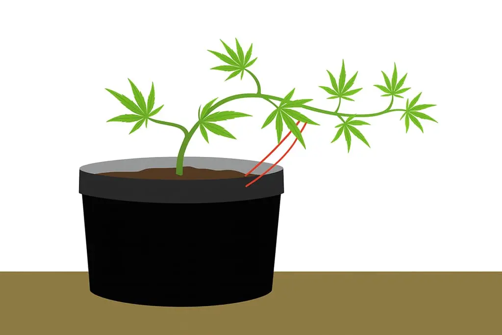 Low stress training cannabis