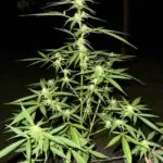 crystal ball plant review