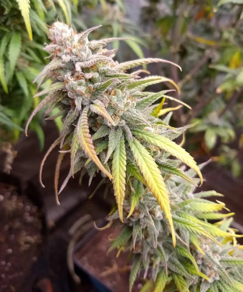 Cherry Pie 5 cherry pie bud with thick frosting of resin, deep green calyxes