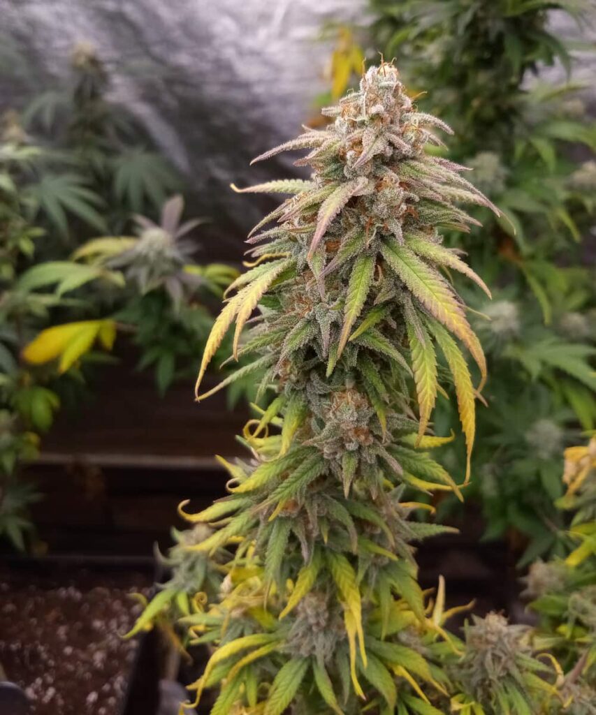 Cherry Pie 6 cherry pie bud with thick frosting of resin, deep green calyxes - 2