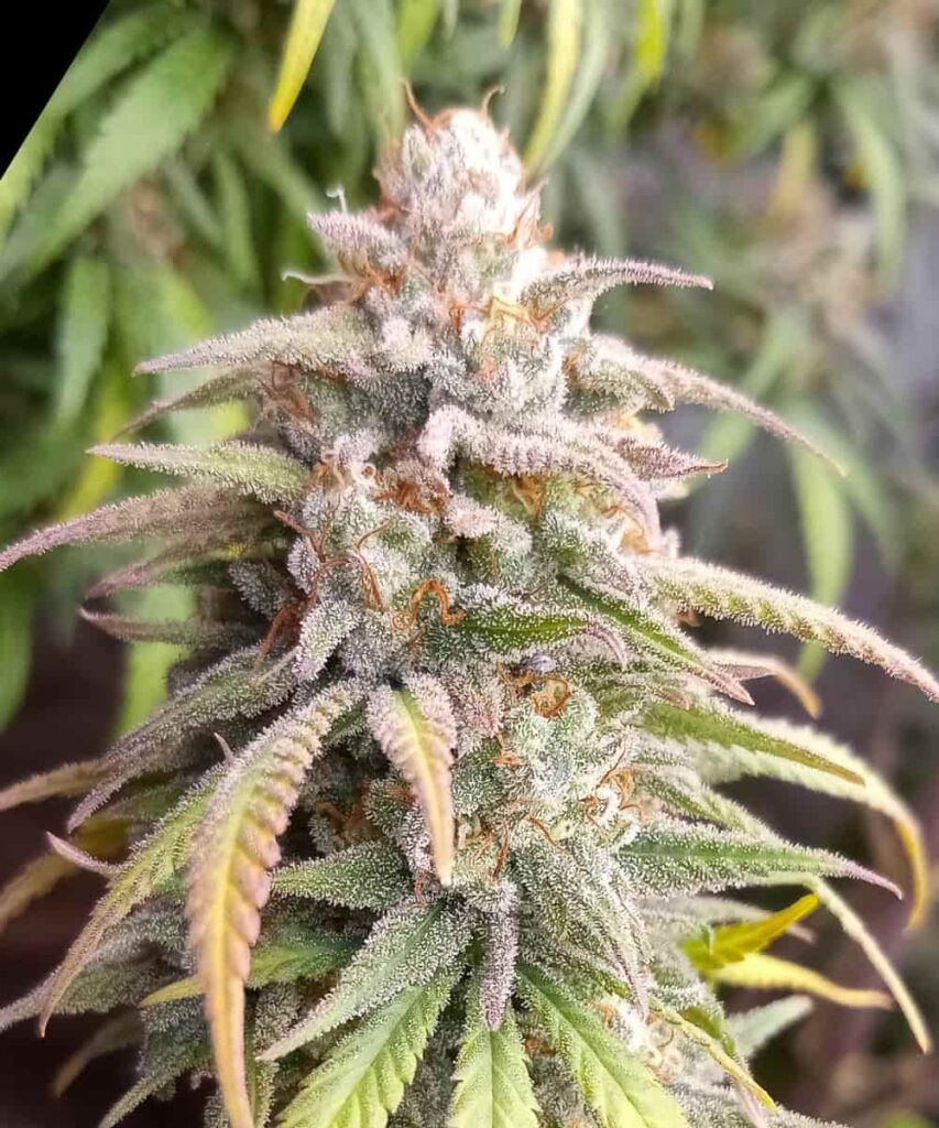 Cherry Pie 7 cherry pie bud with thick frosting of resin, deep green calyxes - 3