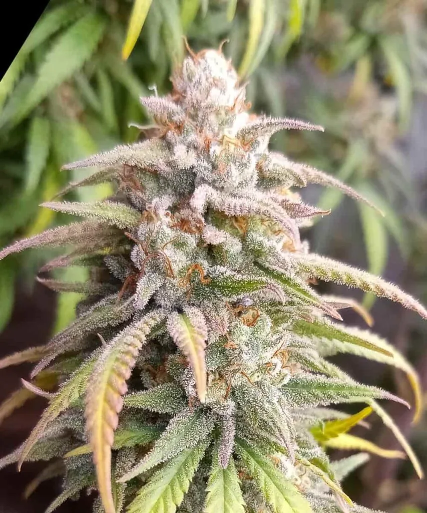 Cherry Pie 7 cherry pie bud with thick frosting of resin, deep green calyxes - 3