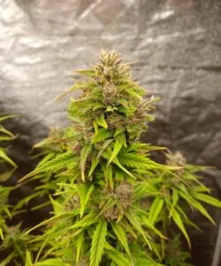 Forbidden Fruit bud with thick frosting of resin