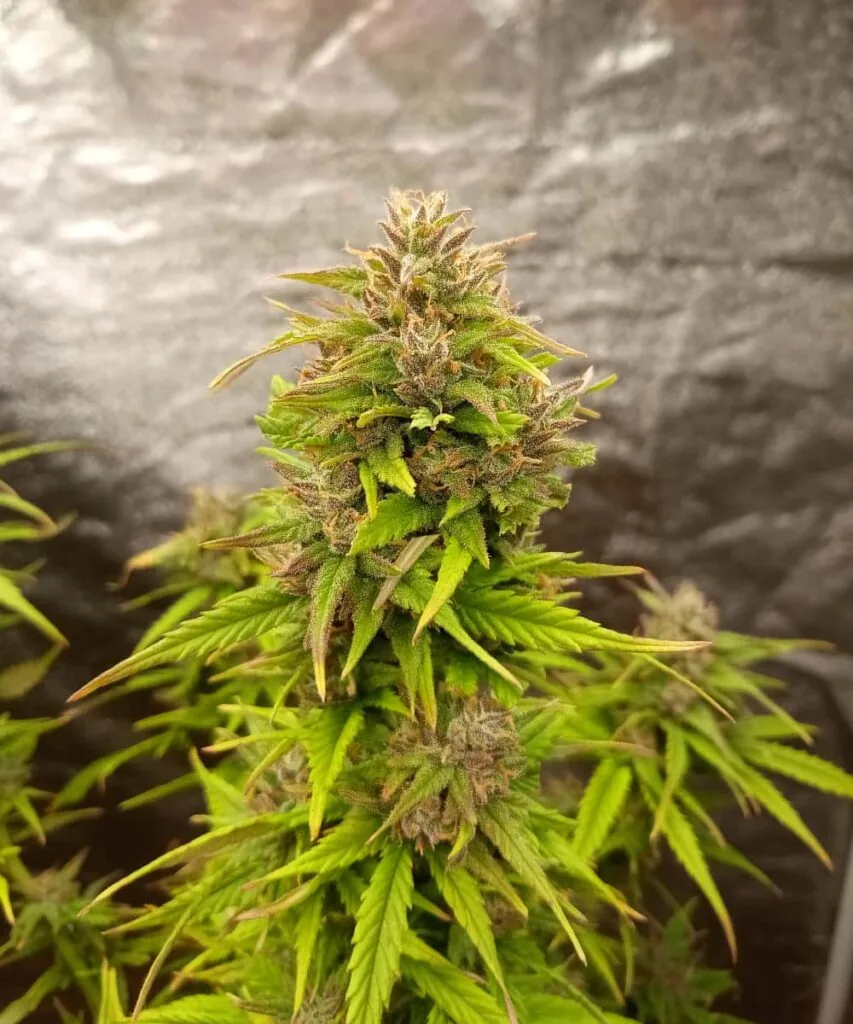 Forbidden Fruit bud with thick frosting of resin