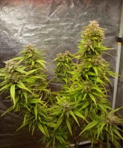 Forbidden Fruit bud with thick frosting of resin 2