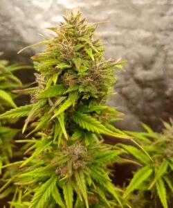 Forbidden Fruit bud with thick frosting of resin 3