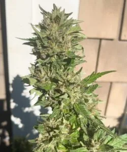 GMO bud with thick frosting of resin, deep green calyxes
