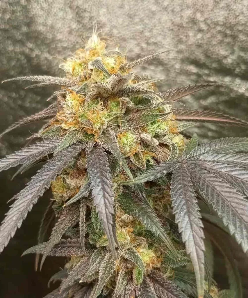 Gelato 33 strain-5 Gelato 33 bud with thick frosting of resin