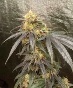 Gelato 33 bud with thick frosting of resin 2