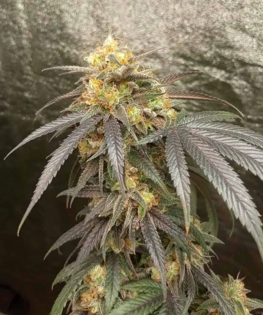 Gelato 33 strain-6 Gelato 33 bud with thick frosting of resin 2