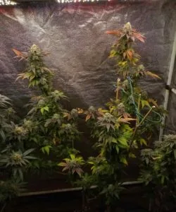 Girl Scout Cookies bud with thick frosting of resin