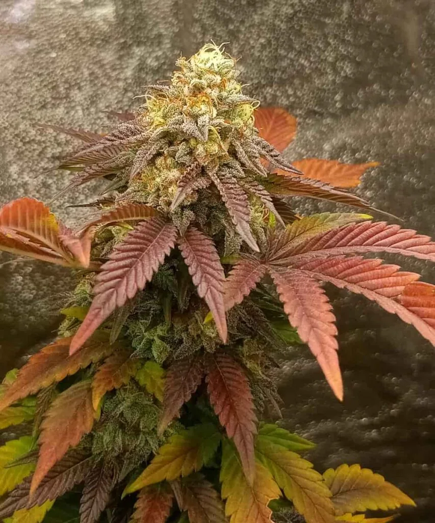 Girl Scout Cookies.2 Girl Scout Cookies bud with thick frosting of resin 2