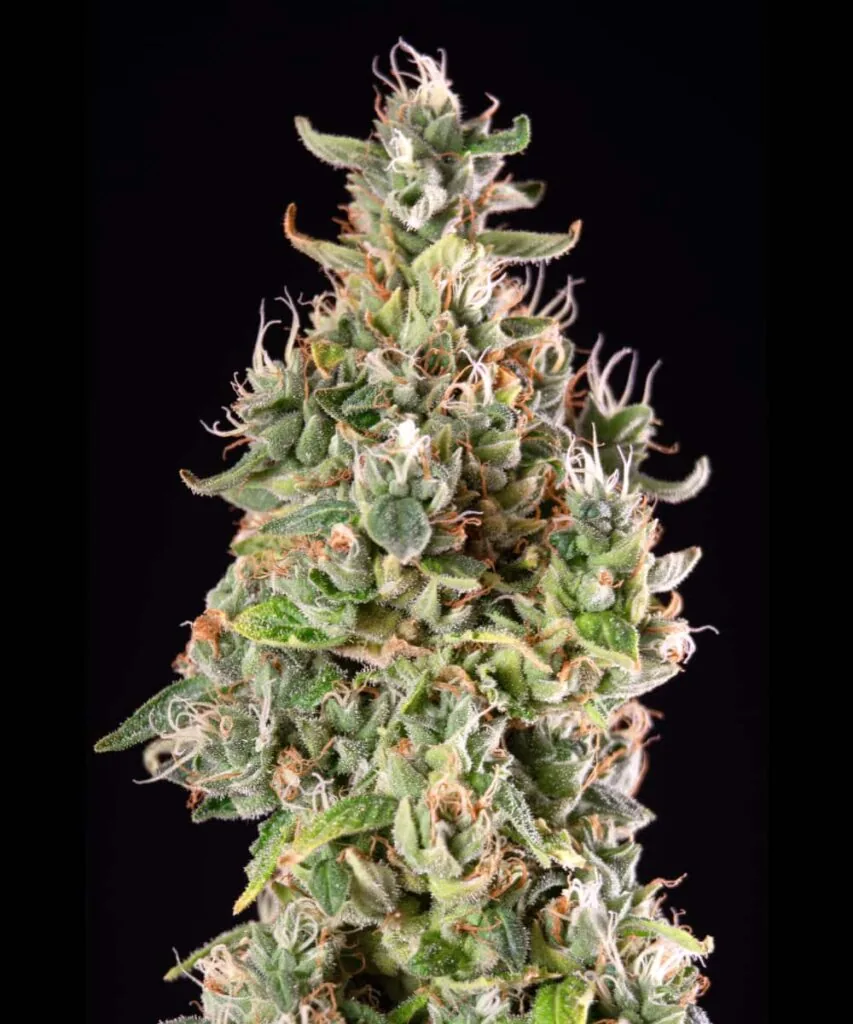 Gush Mints Strain-15 Gush mints bud with thick frosting of resin