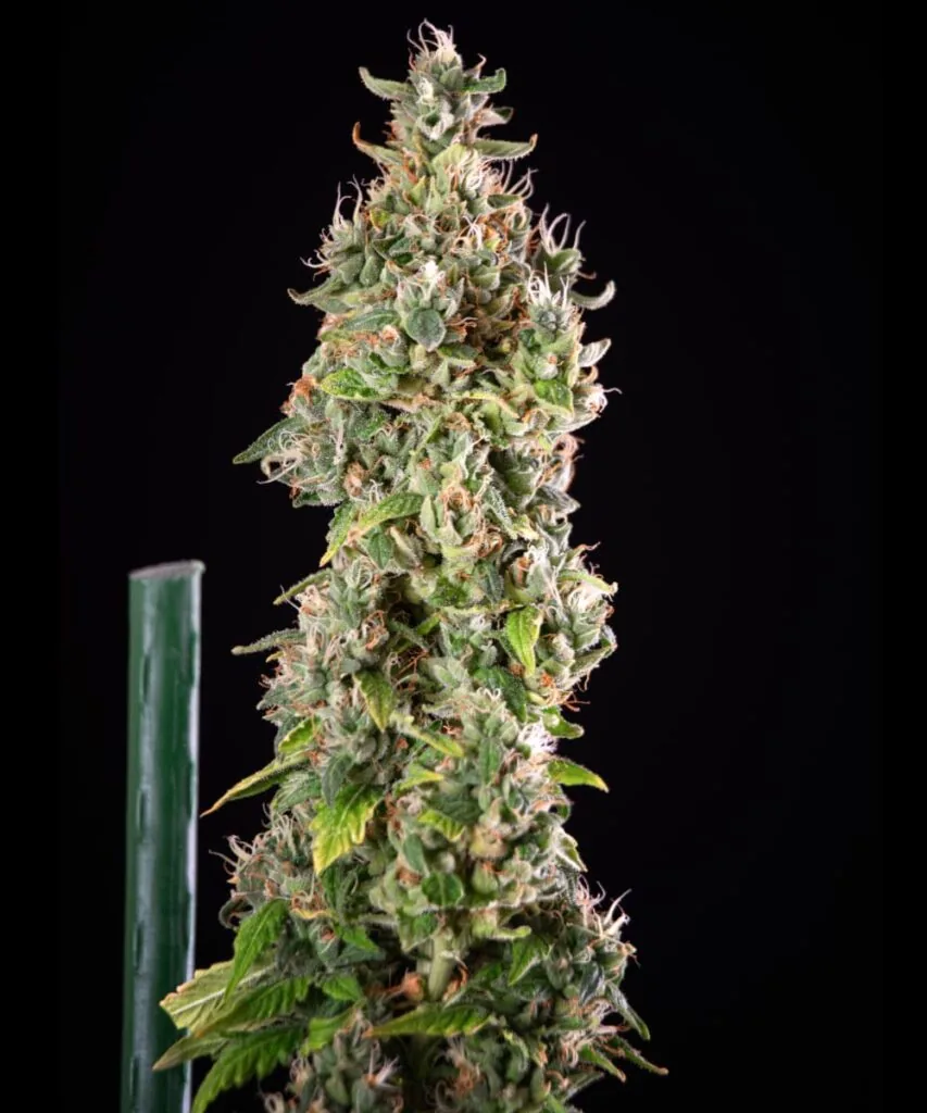 Gush Mints Strain-16 Gush mints bud with thick frosting of resin 2