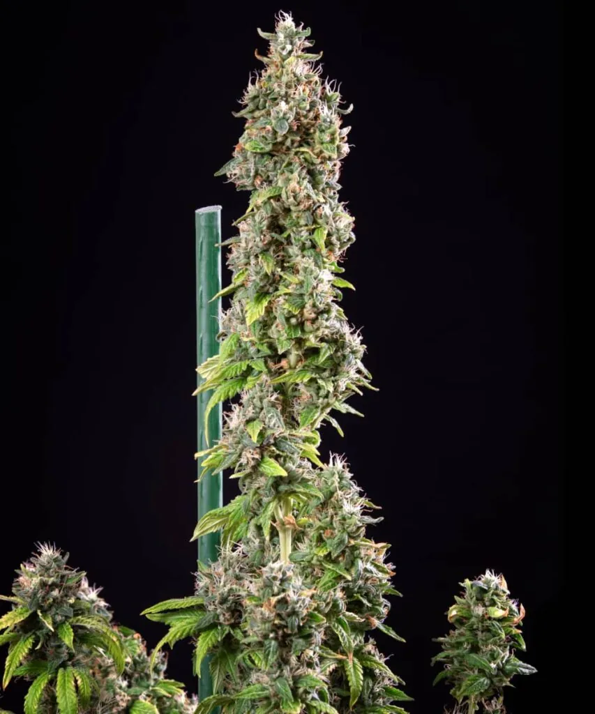 Gush Mints Strain-17 Gush mints bud with thick frosting of resin 3