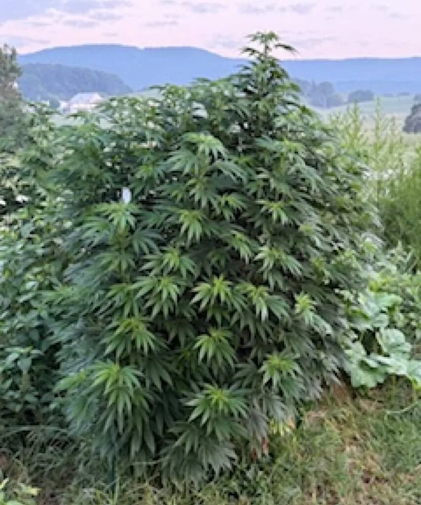 jack herrer huge plant outdoor