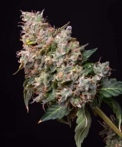 mimosa bud with thick frosting of resin