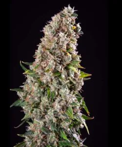 mimosa bud with thick frosting of resin 2