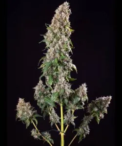 mimosa bud with thick frosting of resin 3