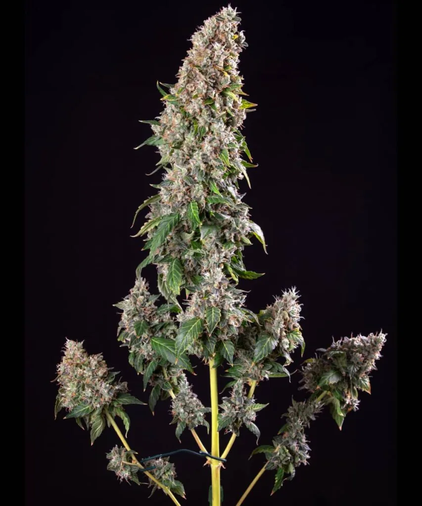 Mimosa Strain 5 mimosa bud with thick frosting of resin 3