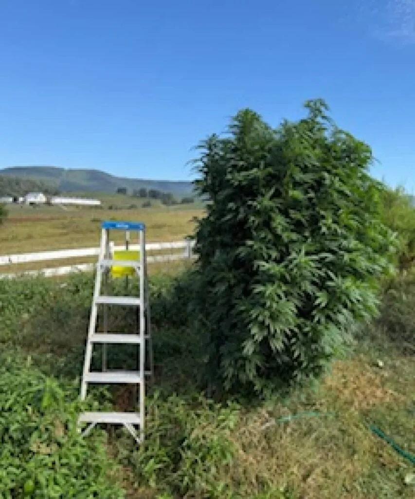 Og kush . og Kush huge plant outdoor